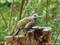 Grünspecht (Picus viridis), Jungvogel - DE (MV)