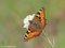 Kleiner Fuchs (Nymphalis urticae) - DE (MV)
