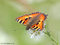 Kleiner Fuchs (Nymphalis urticae) - DE (MV)