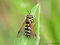 Späte Wespenschwebfliege (Chrysotoxum festivum), Männchen - DE (MV)