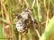 Haus-Feldwespe (Polistes dominula) - DE (MV)