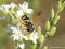 Späte Wespenschwebfliege (Chrysotoxum festivum), Weibchen - DE (MV)