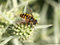 Totenkopfschwebfliege (Myathropa florea), Männchen - DE (MV)