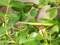 Europäische Gottesanbeterin (Mantis religiosa), Männchen - DE (MV)