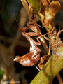 Kleine Fangschrecke (Ameles spallanzania), Weibchen - FR (Korsika, Balagne)