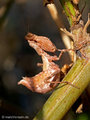 Kleine Fangschrecke (Ameles spallanzania), Weibchen - FR (Korsika, Balagne)