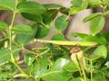 Europäische Gottesanbeterin (Mantis religiosa), Männchen - DE (MV)