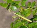 Europäische Gottesanbeterin (Mantis religiosa), Männchen - DE (MV)