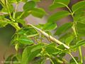 Europäische Gottesanbeterin (Mantis religiosa), Männchen - DE (MV)