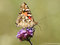 Distelfalter (Vanessa cardui) - DE (MV)