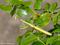 Europäische Gottesanbeterin (Mantis religiosa), Männchen - DE (MV)