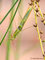 Europäische Gottesanbeterin (Mantis religiosa), Männchen - DE (MV)