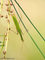 Europäische Gottesanbeterin (Mantis religiosa), Männchen - DE (MV)