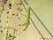 Europäische Gottesanbeterin (Mantis religiosa), Männchen - DE (MV)