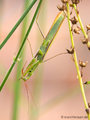 Europäische Gottesanbeterin (Mantis religiosa), Männchen - DE (MV)
