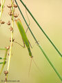 Europäische Gottesanbeterin (Mantis religiosa), Männchen - DE (MV)